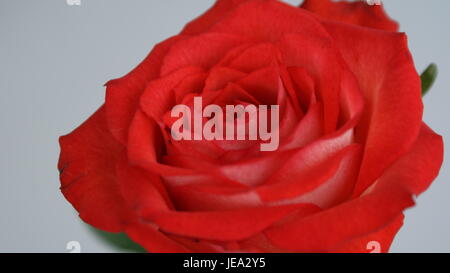 Une rose rouge classique Banque D'Images