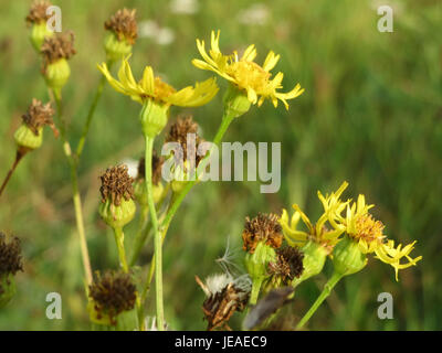 Jacobaea vulgaris, également connu sous le nom d'armoise commune, est une espèce végétale souvent trouvée dans les champs et les bords de route, reconnue pour ses fleurs jaunes et ses propriétés médicinales. Banque D'Images