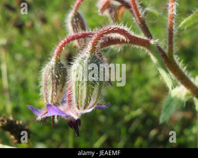 Borago officinalis, communément appelé bourrache, est une plante herbacée originaire de la région méditerranéenne. Il se distingue par ses fleurs bleues en forme d'étoile et ses feuilles poilues. La bourrache est souvent utilisée dans les plats culinaires et la phytothérapie pour ses prétendus bienfaits pour la santé. Banque D'Images
