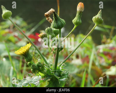 Sonchus Asper, également connu sous le nom de sowchardon rugueux, est une plante herbacée trouvée dans les zones perturbées. Il a des feuilles épineuses et des fleurs jaunes, poussant souvent dans des environnements urbains ou le long des routes. Banque D'Images