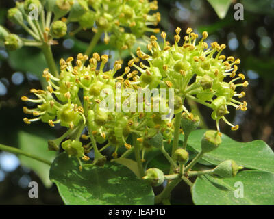 Hedera Helix, communément connu sous le nom de lierre anglais, est une plante grimpante à feuilles persistantes originaire d'Europe et d'Asie occidentale, souvent utilisée comme couvre-sol et à des fins décoratives. Banque D'Images