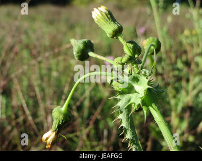 Une photographie de Sonchus Asper, communément appelée sowthistle rugueux, montrant ses feuilles épineuses distinctives et ses fleurs jaunes. Cette plante se trouve souvent dans les sols perturbés et est répandue dans les régions tempérées. Banque D'Images