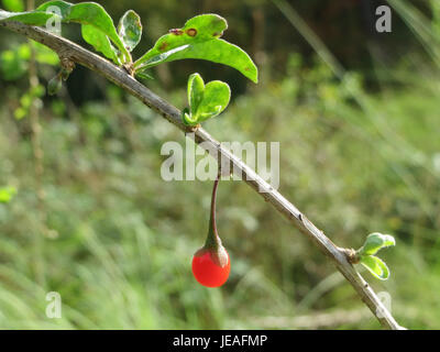 Photographie de Lycium barbarum, communément appelée baie de goji, prise le 12 octobre 2014. L'image montre les baies rouges et les feuilles de la plante, typiques de cette espèce. Banque D'Images