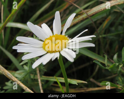 Leucanthemum vulgare, communément appelé Marguerite de bœuf, est une plante à fleurs vivace que l'on trouve en Europe et en Amérique du Nord. Il est connu pour ses pétales blancs et son centre jaune, souvent vus dans les prairies de fleurs sauvages. Banque D'Images