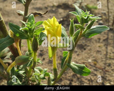 L'image montre Oenothera biennis, communément appelée onagre, une plante à fleurs trouvée en Amérique du Nord, remarquable pour ses fleurs jaunes et ses utilisations médicinales. Banque D'Images