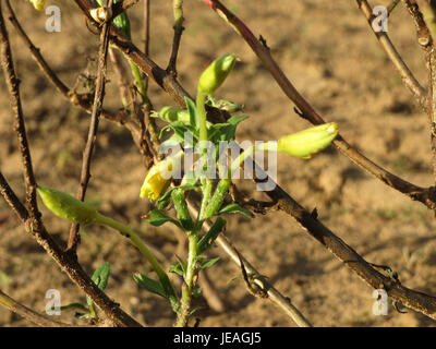 Oenothera biennis, communément appelée onagre, est une plante à fleurs originaire d'Amérique du Nord. Connue pour ses fleurs jaunes, elle a diverses utilisations médicinales, notamment dans le traitement des affections cutanées et des déséquilibres hormonaux. Il est également utilisé dans les produits cosmétiques et les remèdes à base de plantes. Banque D'Images