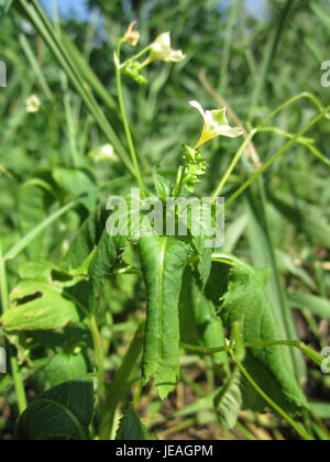 Springkraut, communément appelé Impatiens glandulifera, est une plante à croissance rapide originaire de la région himalayenne, aujourd'hui répandue en Europe. Il est connu pour ses fleurs vibrantes et sa nature envahissante. Banque D'Images