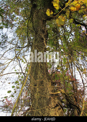 Ce titre fait probablement référence à une image ou à un événement impliquant l'espèce Vitis, communément appelée vigne, possiblement lié à une étude agricole ou botanique en 2014. Banque D'Images