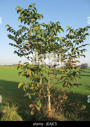 Une photographie prise le 1er novembre 2014, montrant un Juglans regia mature, communément appelé noyer anglais. L'arbre est reconnu pour sa grande taille et ses noix comestibles. Banque D'Images