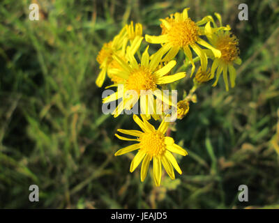 Jacobaea vulgaris, communément appelé amuse commune, est une plante originaire d'Europe. Il est connu pour ses fleurs jaunes et son rôle dans l'empoisonnement du bétail lorsqu'il est consommé en grande quantité. Banque D'Images