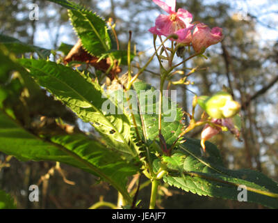 Impatiens glandulifera, également connu sous le nom de baume de l'Himalaya, est une plante à fleurs originaire de l'Himalaya. Cette image montre ses fleurs roses distinctives et ses tiges hautes et luxuriantes, typiques de l'espèce. Banque D'Images