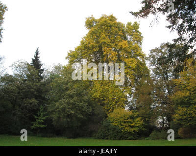 Photo d'un platanus x hispanica, ou platane londonien, prise le 2 novembre 2014, montrant les caractéristiques distinctives de l'arbre et la structure de ses feuilles. Banque D'Images