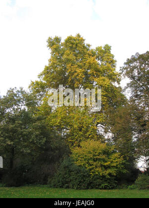 Platanus x hispanica, communément connu sous le nom de platane londonien, est une espèce d'arbre hybride largement utilisée dans l'aménagement paysager urbain pour sa résistance à la pollution et sa croissance rapide. Banque D'Images