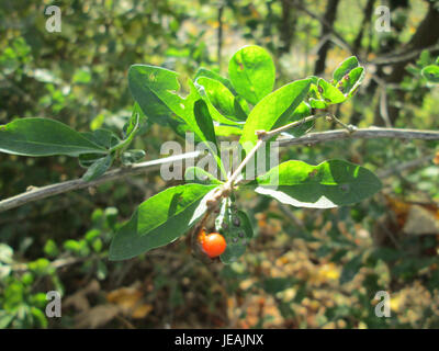 Lycium barbarum, communément appelé baie de Goji, est un fruit de la plante Lycium. Il est souvent utilisé en médecine traditionnelle pour ses bienfaits pour la santé, en particulier dans les cultures d'Asie de l'est, et est connu pour ses propriétés antioxydantes. Banque D'Images
