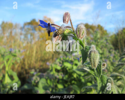 Borago officinalis, communément appelé bourrache, est une herbe originaire d'Europe. Il est reconnu pour ses fleurs bleues en forme d'étoile et est souvent utilisé dans des applications culinaires et médicinales pour ses bienfaits pour la santé. Banque D'Images