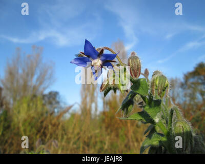Cette image du 8 novembre 2014 montre Borago officinalis, communément appelée bourrache, une herbe connue pour ses fleurs en forme d’étoile bleue et ses usages culinaires et médicinaux. La bourrache est originaire d'Europe et d'Asie. Banque D'Images