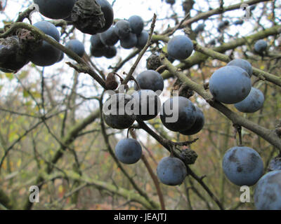 Cette image montre Prunus spinosa, communément appelé blackthorn, photographié le 9 novembre 2014. La plante est connue pour ses branches épineuses et ses fleurs blanches, souvent trouvées dans les haies et les paysages naturels. Banque D'Images