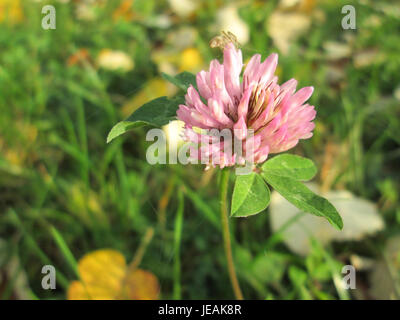 Trifolium pratense, communément appelé trèfle rouge, est une plante vivace originaire d'Europe et d'Asie. Il est apprécié pour ses propriétés médicinales, y compris son utilisation dans le traitement des problèmes respiratoires et des affections cutanées, ainsi que pour être une culture fourragère clé pour le bétail. Banque D'Images