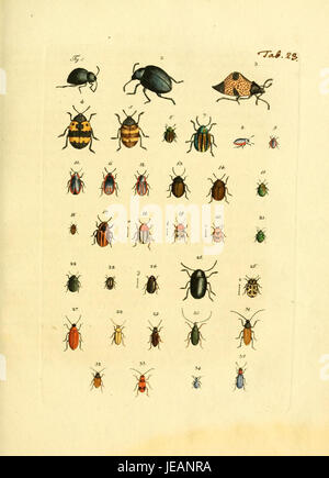 Archiv der Insectengeschichte (tab. 23) (7415708662) Banque D'Images