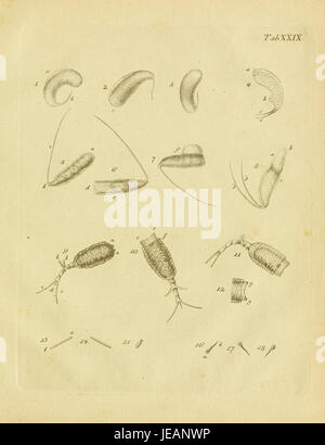 Une illustration historique intitulée 'Animalcula infusoria fluvia tilia et marina' de la planche XXIX, représentant la vie aquatique microscopique dans des environnements d'eau douce et marins. Le travail s’inscrit dans le cadre d’une étude scientifique sur les micro-organismes. Banque D'Images