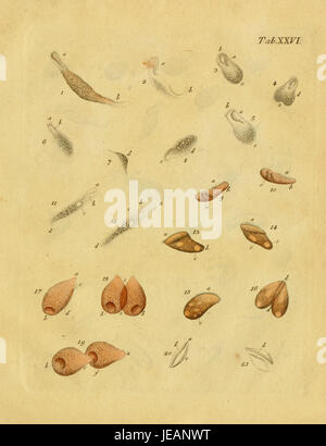 Cette illustration, intitulée « Animalcula infusoria fluvia tilia et marina », représente des organismes aquatiques microscopiques trouvés dans des environnements d'eau douce et marins. Le dessin détaillé présente diverses espèces d'infusoria, contribuant à la compréhension scientifique des écosystèmes aquatiques et de la microbiologie au XVIIIe siècle. Banque D'Images