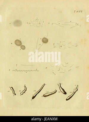 Animalcula infusoria fluvia tilia et marina représente des organismes microscopiques trouvés dans les milieux marins et d'eau douce. Cette illustration détaillée présente diverses espèces d'infusoria sous grossissement. Banque D'Images