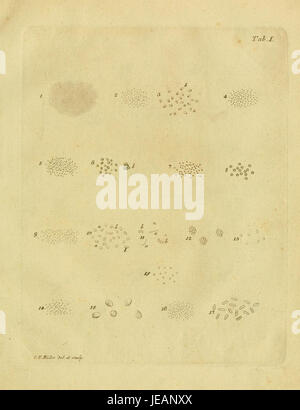 L'image montre une illustration détaillée des micro-organismes aquatiques de l'eau douce et marine, intitulée 'Animalcula infusoria fluvia tilia et marina.' La plaque met l'accent sur la vie microscopique dans les environnements d'eau douce et marins. Banque D'Images