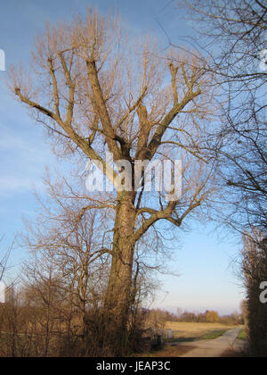 Silberweide (Salix alba), ou saule blanc, photographié le 10 février 2013, au Rheinbogen, une zone proche du Rhin. Le saule est reconnu pour ses feuilles longues et minces et son importance dans les écosystèmes des zones humides. Banque D'Images