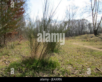 Arnualer Wiesen fait référence à une zone de prairie pittoresque située dans le quartier d'Arnual à Saarbrücken, en Allemagne. Les prairies sont connues pour leur beauté naturelle et fournissent un habitat pour diverses espèces de plantes et de faune. La région est souvent utilisée pour des activités récréatives et comme lieu de détente et de promenades dans la nature. Banque D'Images