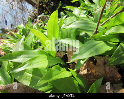 La photographie capture de l'ail sauvage (Allium ursinum), communément appelé ail d'ours, poussant dans les forêts de Saarbrücken, en Allemagne. La plante est connue pour son arôme fort et son utilisation dans des applications culinaires. Banque D'Images