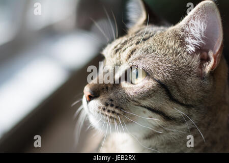 Sunlit Chat par la fenêtre Banque D'Images