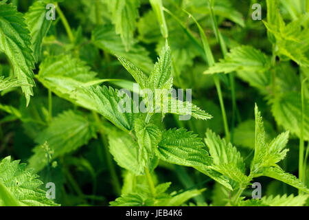 Orties sauvages Banque D'Images