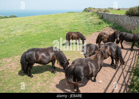 Poney poneys Shetland,,sur,l'île de Caldey,,Caldy,Île de Caldey,monastère cistercien,monastique,,monks,off,,Tenby, Pembrokeshire, Pays de Galles, Royaume-Uni,Ouest,Royaume-uni,GB,Europe, Banque D'Images