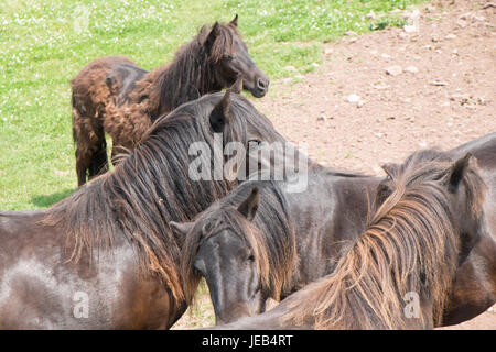 Poney poneys Shetland,,sur,l'île de Caldey,,Caldy,Île de Caldey,monastère cistercien,monastique,,monks,off,,Tenby, Pembrokeshire, Pays de Galles, Royaume-Uni,Ouest,Royaume-uni,GB,Europe, Banque D'Images