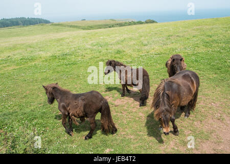 Poney poneys Shetland,,sur,l'île de Caldey,,Caldy,Île de Caldey,monastère cistercien,monastique,,monks,off,,Tenby, Pembrokeshire, Pays de Galles, Royaume-Uni,Ouest,Royaume-uni,GB,Europe, Banque D'Images