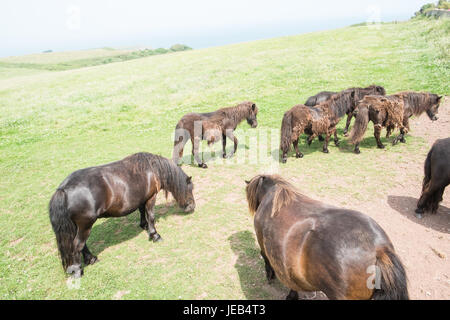 Poney poneys Shetland,,sur,l'île de Caldey,,Caldy,Île de Caldey,monastère cistercien,monastique,,monks,off,,Tenby, Pembrokeshire, Pays de Galles, Royaume-Uni,Ouest,Royaume-uni,GB,Europe, Banque D'Images