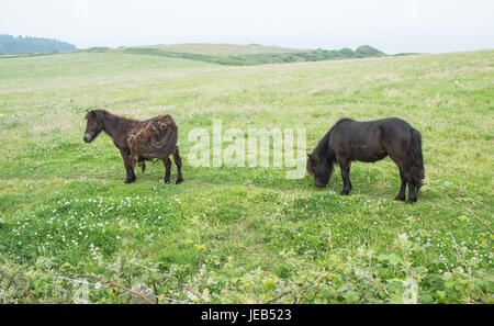 Poney poneys Shetland,,sur,l'île de Caldey,,Caldy,Île de Caldey,monastère cistercien,monastique,,monks,off,,Tenby, Pembrokeshire, Pays de Galles, Royaume-Uni,Ouest,Royaume-uni,GB,Europe, Banque D'Images