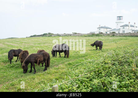 Poney poneys Shetland,,sur,l'île de Caldey,,Caldy,Île de Caldey,monastère cistercien,monastique,,monks,off,,Tenby, Pembrokeshire, Pays de Galles, Royaume-Uni,Ouest,Royaume-uni,GB,Europe, Banque D'Images