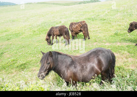 Poney poneys Shetland,,sur,l'île de Caldey,,Caldy,Île de Caldey,monastère cistercien,monastique,,monks,off,,Tenby, Pembrokeshire, Pays de Galles, Royaume-Uni,Ouest,Royaume-uni,GB,Europe, Banque D'Images