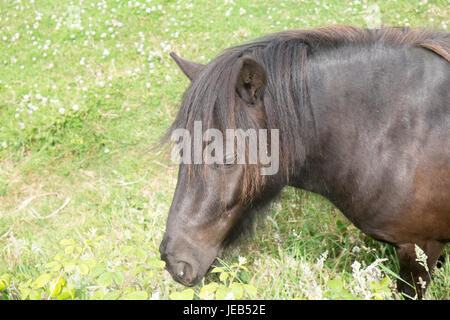 Poney poneys Shetland,,sur,l'île de Caldey,,Caldy,Île de Caldey,monastère cistercien,monastique,,monks,off,,Tenby, Pembrokeshire, Pays de Galles, Royaume-Uni,Ouest,Royaume-uni,GB,Europe, Banque D'Images