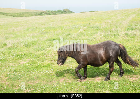 Poney poneys Shetland,,sur,l'île de Caldey,,Caldy,Île de Caldey,monastère cistercien,monastique,,monks,off,,Tenby, Pembrokeshire, Pays de Galles, Royaume-Uni,Ouest,Royaume-uni,GB,Europe, Banque D'Images