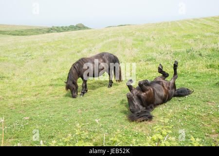 Poney poneys Shetland,,sur,l'île de Caldey,,Caldy,Île de Caldey,monastère cistercien,monastique,,monks,off,,Tenby, Pembrokeshire, Pays de Galles, Royaume-Uni,Ouest,Royaume-uni,GB,Europe, Banque D'Images