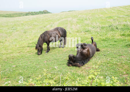 Poney poneys Shetland,,sur,l'île de Caldey,,Caldy,Île de Caldey,monastère cistercien,monastique,,monks,off,,Tenby, Pembrokeshire, Pays de Galles, Royaume-Uni,Ouest,Royaume-uni,GB,Europe, Banque D'Images