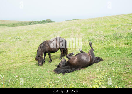 Poney poneys Shetland,,sur,l'île de Caldey,,Caldy,Île de Caldey,monastère cistercien,monastique,,monks,off,,Tenby, Pembrokeshire, Pays de Galles, Royaume-Uni,Ouest,Royaume-uni,GB,Europe, Banque D'Images