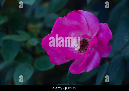 Libre de Rose Rose Blossom Glowing contre un fond plus sombre du feuillage Banque D'Images