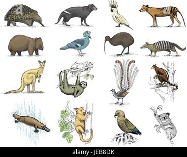 Grand ensemble de symboles de l'Australie et de la Nouvelle-Zélande, des animaux, gravé à la main de dessin vectoriel , vintage, loup de Tasmanie kea parrot, possum, ornithorynque, canard devil, le numbat. wombat, koala, kiwi oiseau. Illustration de Vecteur