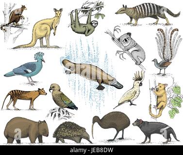 Grand ensemble de symboles de l'Australie et de la Nouvelle-Zélande, des animaux, gravé à la main de dessin vectoriel , vintage, loup de Tasmanie kea parrot, possum, ornithorynque, canard devil, le numbat. wombat, koala, kiwi oiseau. Illustration de Vecteur