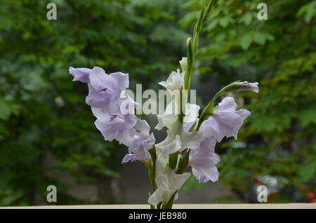 Bicolor lilac et blanc fleur glaïeul dans le fond naturel vert, Sofia, Bulgarie Banque D'Images