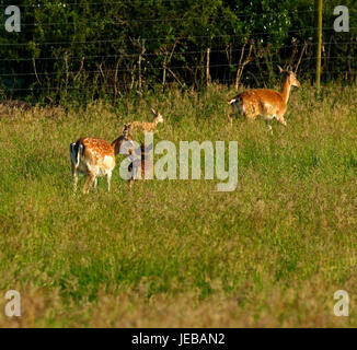 Le daim, le fait avec leurs faons bébé caché dans les hautes herbes Banque D'Images