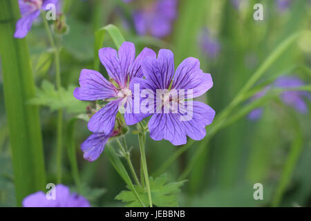 Bleu violet fleurs de géranium de Cranesbill, géranium magnifium, floraison en été sur un fond vert naturel. Banque D'Images